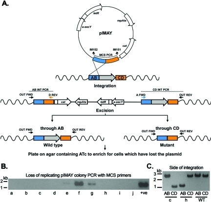 Schematic Of Allelic Exchange With Pimay. (a) A Plasmid 