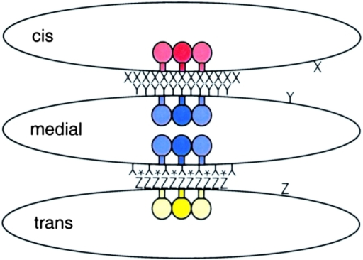 The Golgi Is Comprised Of Minimally Three Distinct Cist Open I