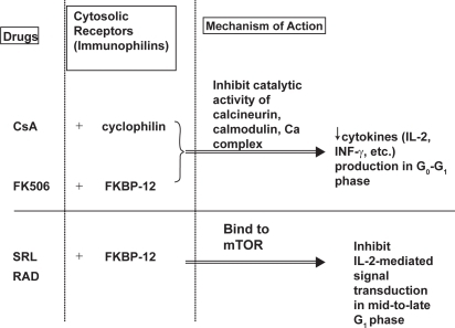 Mechanism of action of cyclosporine, tacrolimus, and si Mechanism of action of cyclosporine, tacrolimus, and si