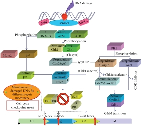 Schematic illustration of DNA damage-induced cell-cycle | Open-i