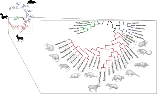 A phylogenetic tree of the rodent clade Ctenohystrica d | Open-i