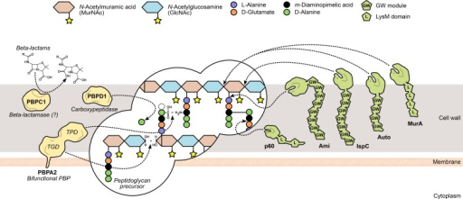 L. monocytogenes peptidoglycan metabolism and the surfa | Open-i