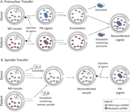 Schematic drawing showing approaches to meiotic genome | Open-i