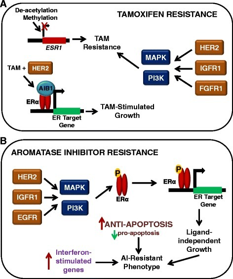 Mechanisms Of Endocrine Resistance In Breast Cancer Cel | Open-i