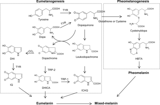 Biosynthetic pathway of melanin [1–4]. TYR, tyrosinas | Open-i