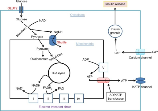 Glucose combustion is tightly coupled to insulin secret | Open-i