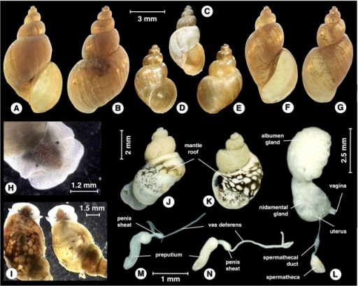 Galba truncatula: A–G) Shells in ventral and dorsal v | Open-i