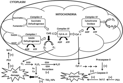 to determine succinate dehydrogenase activity of mitochondria to determine succinate dehydrogenase activity of mitochondria