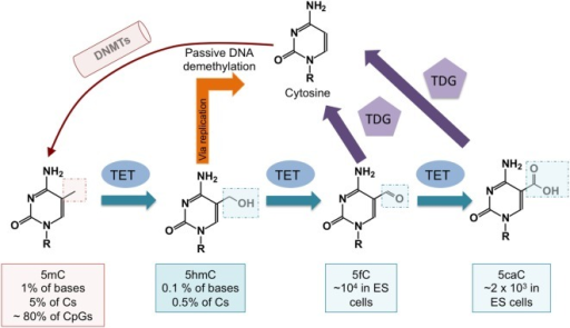 DNA Demethylation Pathways Controlled By Ten-eleven Tra | Open-i