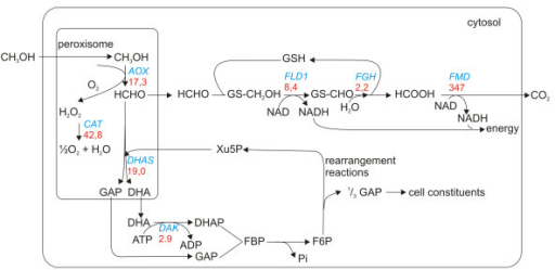 Methanol Metabolism. Overview Of The Methanol Metabolis | Open-i