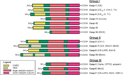 The caspase family. Three major groups of caspases are | Open-i