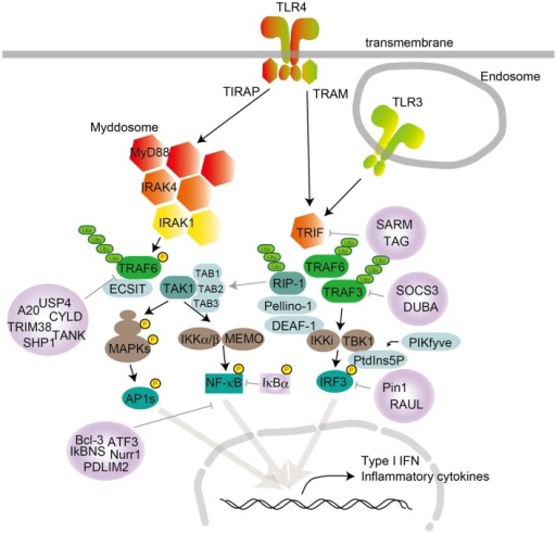 TLR signaling in cDCs, macrophages, and MEFs. TLR4 loca | Open-i