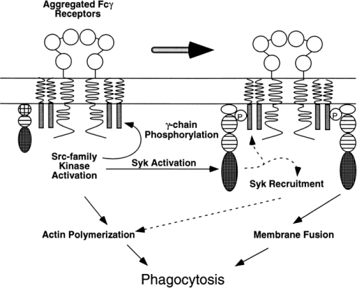 Model for the role of Src family kinases in FcγR-media | Open-i