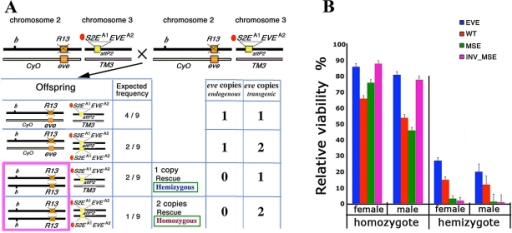 Relative viability rescue of R13 lethality by the four Open i