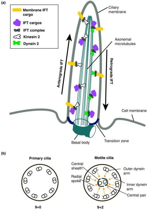 schematic-of-a-primary-non-motile-cilium-and-intrafla-open-i