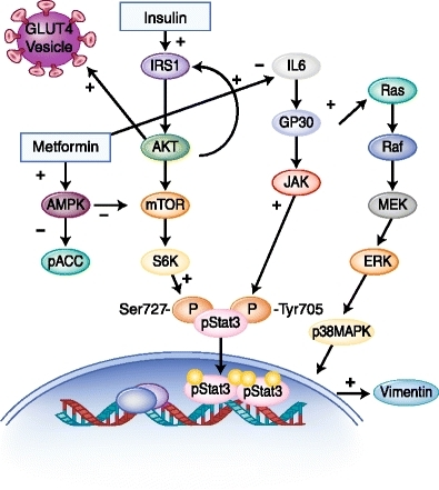 Insulin/Akt/mTOR/IL-6 phosphoprotein network signaling | Open-i