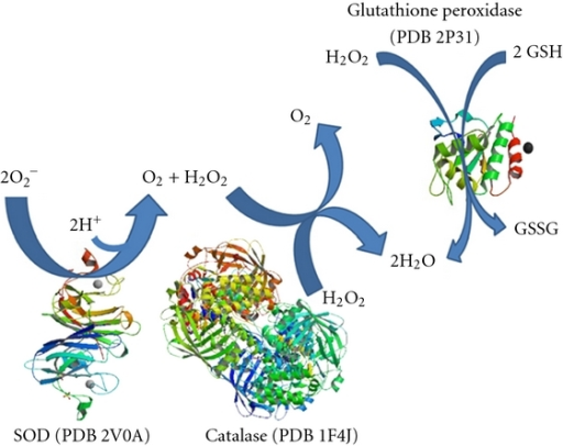the decomposition of h2o2 using catalase essay the decomposition of h2o2 using catalase essay