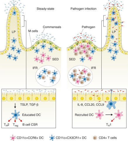 Gut mucosal immune cells involved in the “steady-stat | Open-i