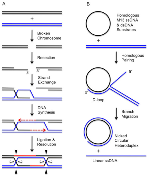 DNA strand exchange assay and the role of DNA strand ex | Open-i