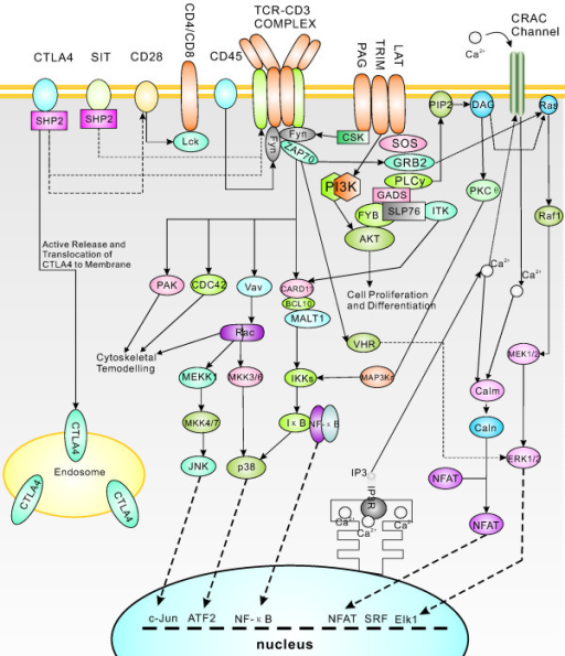 Putative TCR signal pathway. Putative TCR signal pathwa | Open-i