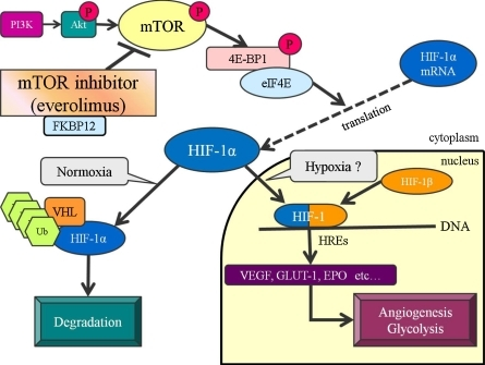 u mechanism Everolimus regulation pathway involved mTOR hypoxia. in