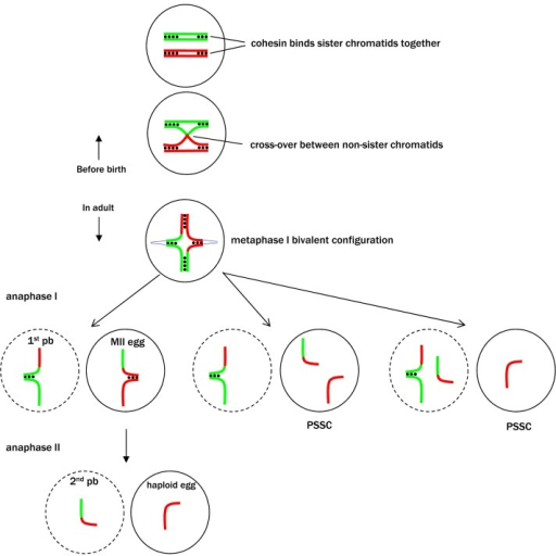 Premature separation of sister chromatids (PSSC) during | Open-i