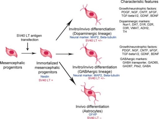 Overview of gene expression in immortalized cell line w | Open-i