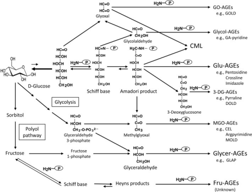 Alternative in vivo AGE synthesis routes.Reducing sugar | Open-i