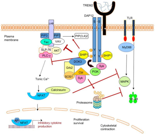 Monovalent or weak ligand-induced TREM2 signaling is an | Open-i