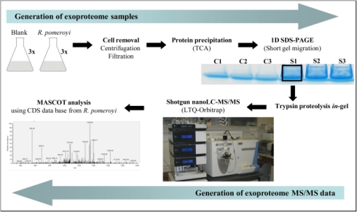 Schematic flow describing the nano-LC-MS/MS shotgun str | Open-i