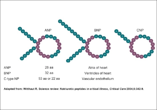 Structure Of Natriuretic Peptides | Open-i