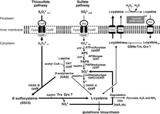 Cysteine Biosynthesis Pathway