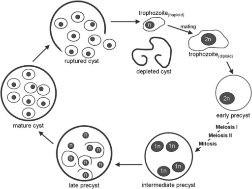 Schematic overview of the life cycle of Pneumocystis. T | Open-i