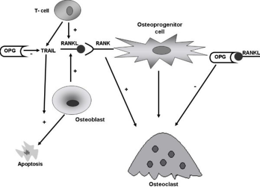 The OPG/RANK/RANKL System And Its Interaction With TRAI | Open-i