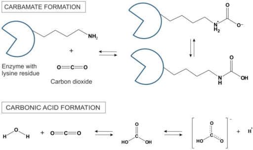 Carbamate synthesis in reaction between CO2 and lysine | Open-i