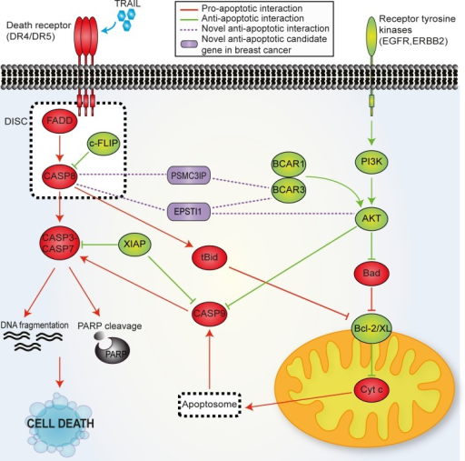 Mechanistic model of PSMC3IP and EPSTI1 as putative apo | Open-i