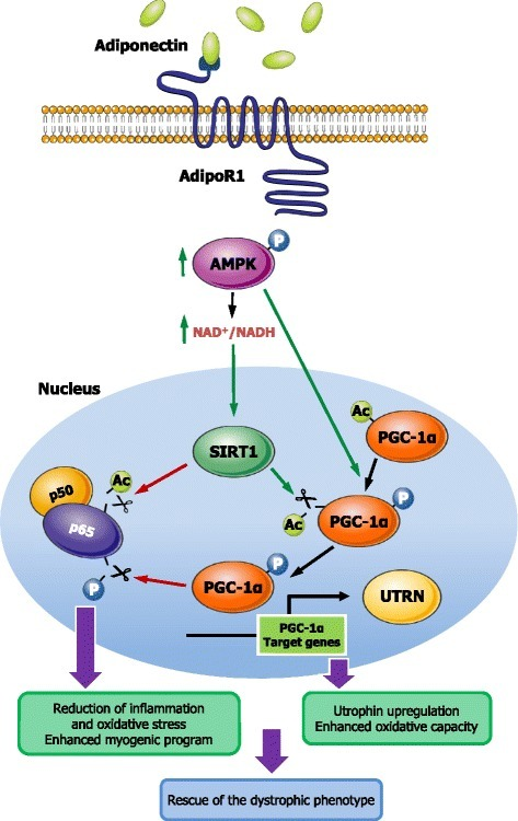 Proposed Model For The Protective Effects Of Adiponecti 