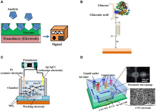 Electrochemical and Electronic CNT biosensors. (A) Typi | Open-i