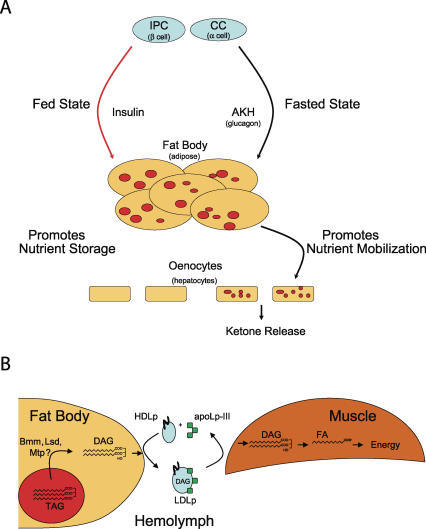 Drosophila Metabolic Integration and Lipoprotein Transp | Open-i