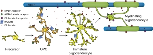 Glutamate receptor expression on oligodendrocyte lineag | Open-i