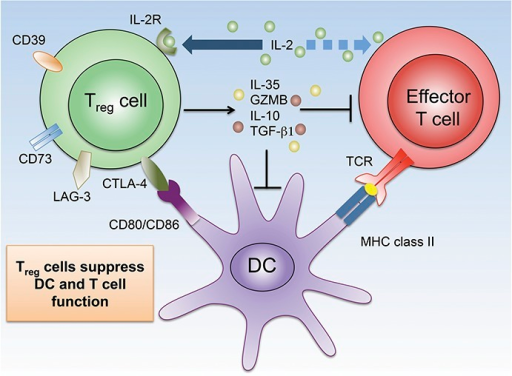 nih k mechanism suppression. i  of  Treg cellâ€“mediated ce Treg Open Mechanisms