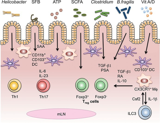 Gut Microbiota And Immune System 7784