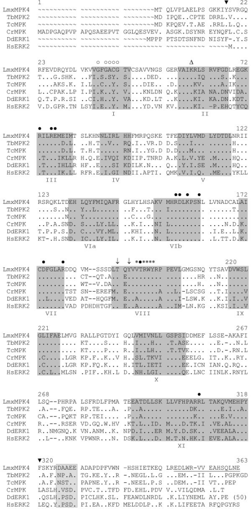 Alignment Of Lmxmpk4 From L Mexicana With Various Map Open I Alignment Of Lmxmpk4 From L Mexicana With Various Map Open I