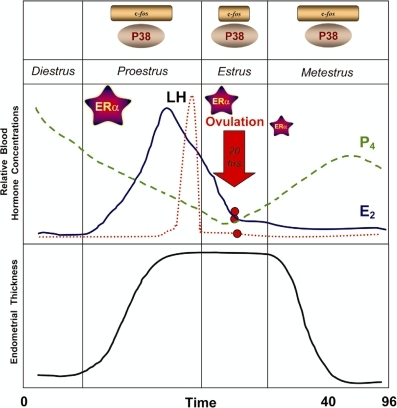 Rat estrous cycle and differences in p38, c-fos and ER | Open-i