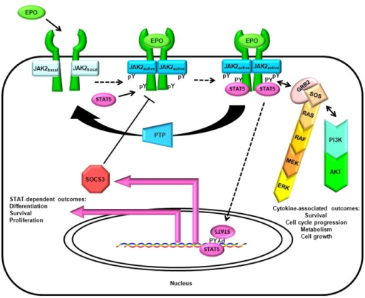 Figure 3. The canonical cytokine/JAK/STAT/SOCS pathway | Open-i