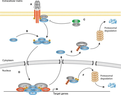 Canonical TGF-β signaling in fibrosis. (A) Transformin | Open-i