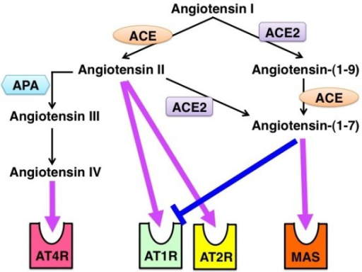 Overview Of Angiotensin Converting Enzyme Aceace2 Ac Open I 2761