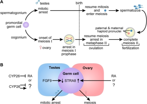 A Germ Cell Development And Gametogenesis Primordial Open I