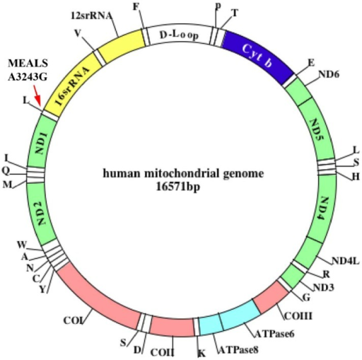 The structure of human mtDNA. The mitochondrial genome | Open-i