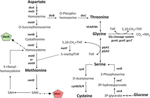 Metabolic pathways of V. cholerae showing methionine, a | Open-i